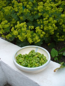 Broad beans and my alchemilla